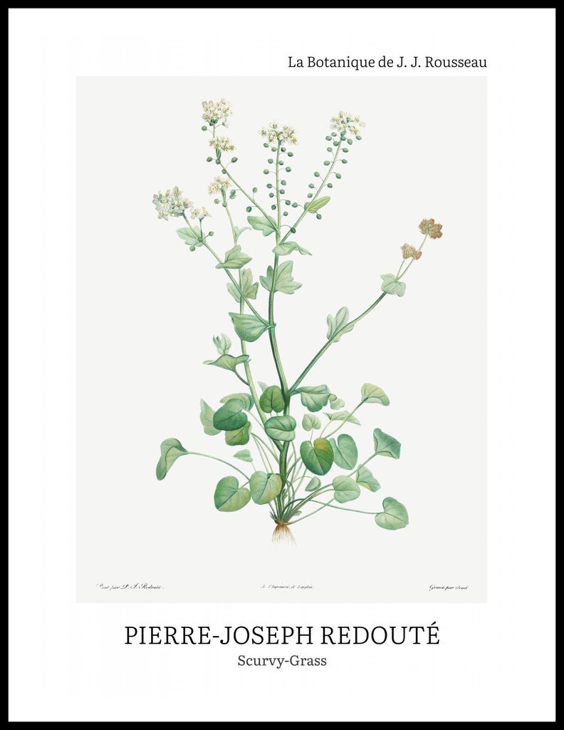 Plakat 60x80cm Design Scurvy-Grass, Redoute Vintage für das Wohnzimmer
