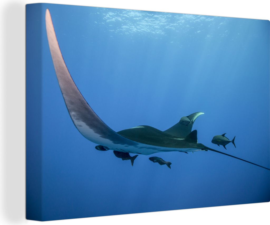 OneMillionCanvasses - Leinwandbilder - 140x90 cm, Ein schwimmender Rochen, Wandbilder Kunstdruck Wanddekoration - Foto auf Leinwand - Gemälde au...