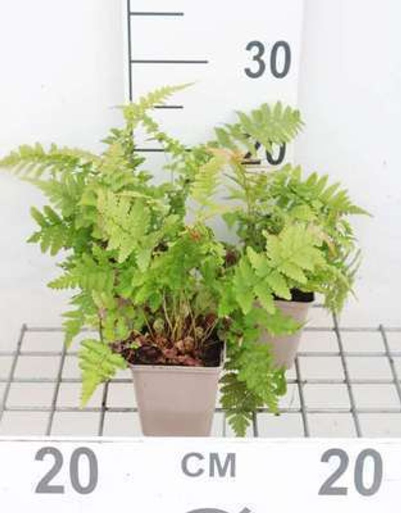 6 x Dryopteris filix-mas - Varen (ook bekend als wurmfarn) Productafbeelding 