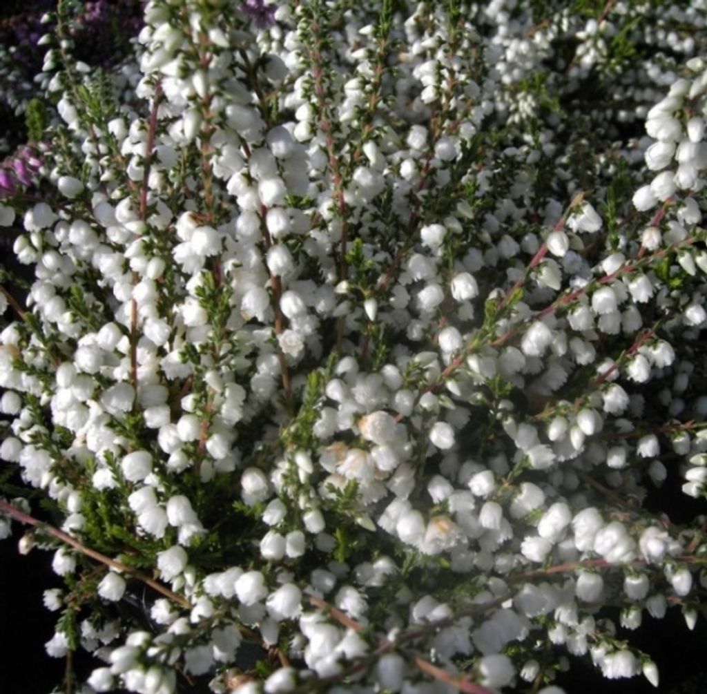 Calluna vulgaris Kinlochruel - Sommerheide - 5-Stück