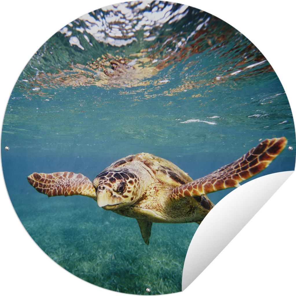 MuchoWow Gartenposter Outdoor-Poster Rund Schildkröte - Wasser - Blau Ø 90 cm Gartendeko Rundes Poster draußen