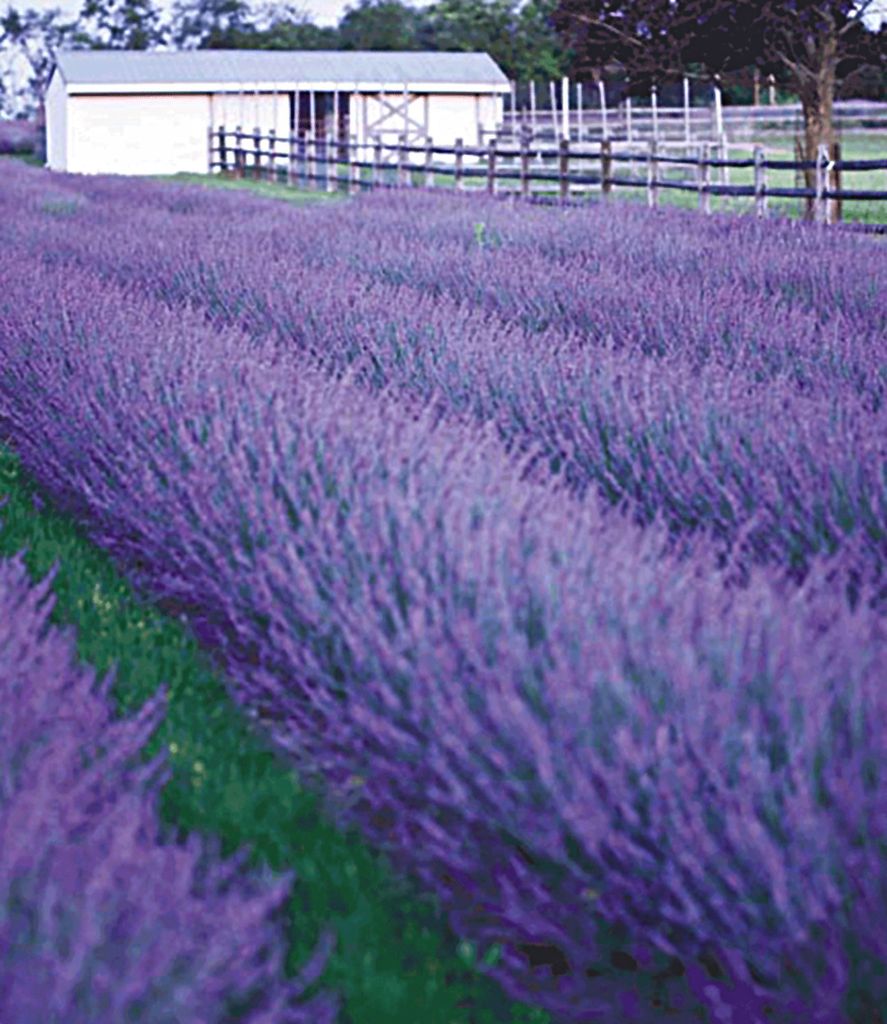 BALDUR Garten 3x Lavendel Phenomenal® Duftlavendel, Produktbild 