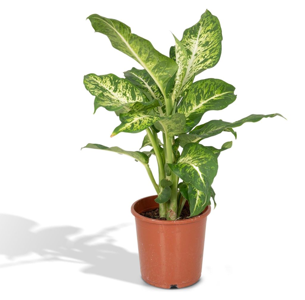 Meergroothandel Dieffenbachia Tropic Snow (Dieb von Bagdad) - 50 cm, Ø17 cm