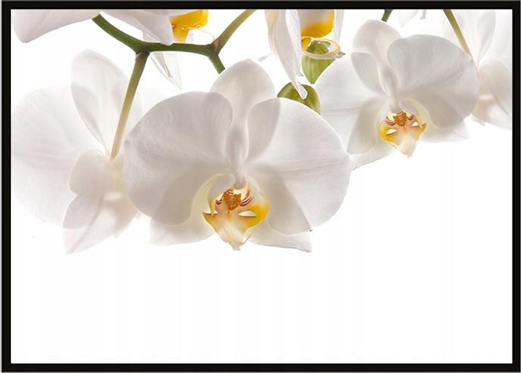 Bild Poster im Rahmen 53x73 cm Blumen P1013