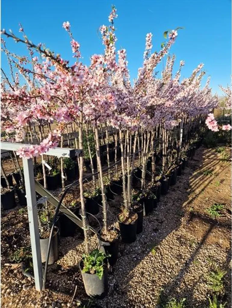 Amandier Avijor autofertile 160-200 cm : des fruits même sans espace