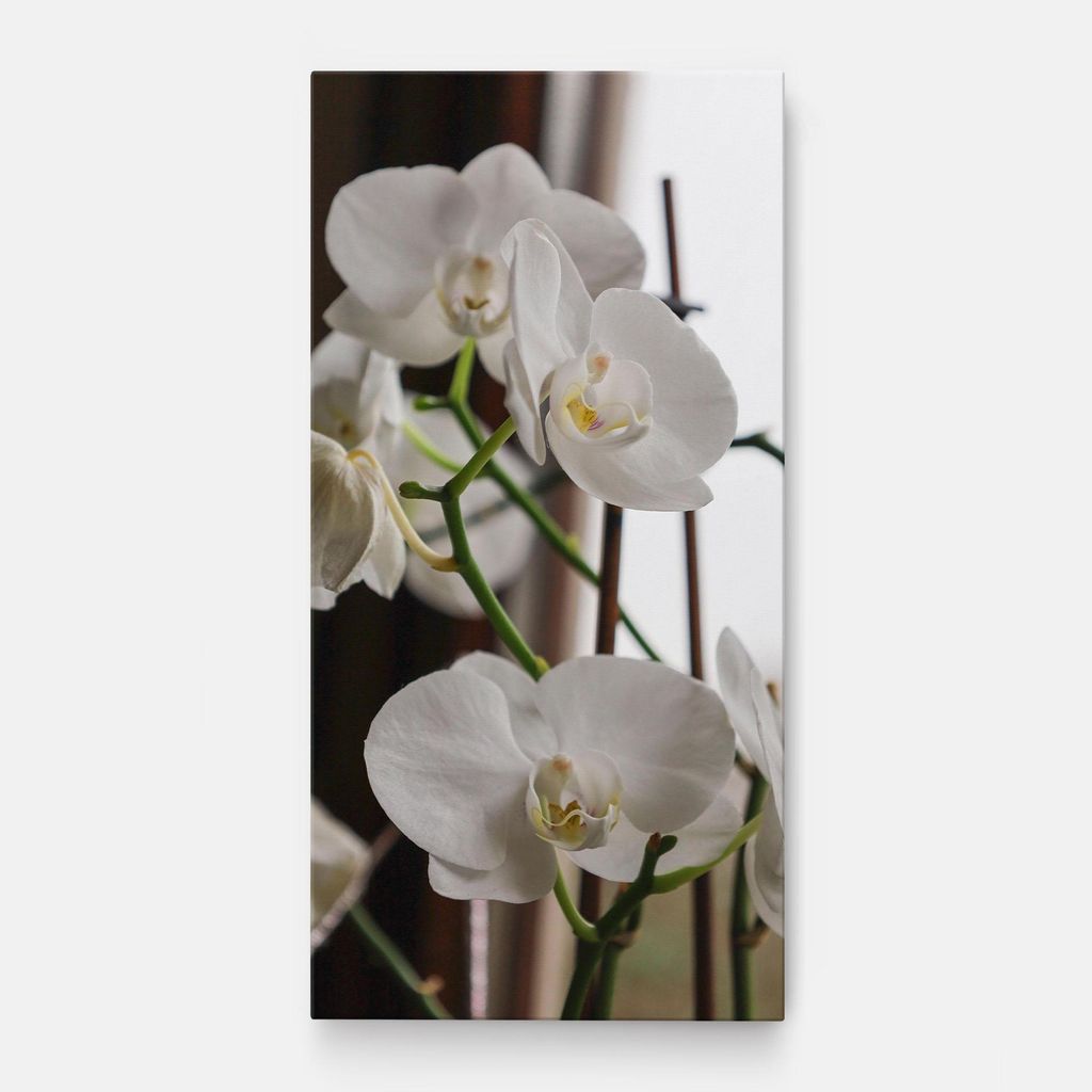ARTHUB Leinwandbild 60x120 cm, White Orchid Growing | Wohnzimmerdekoration, Hängende Bilder, Wanddekoration, Heimdekoration, Blumen, Orchideen