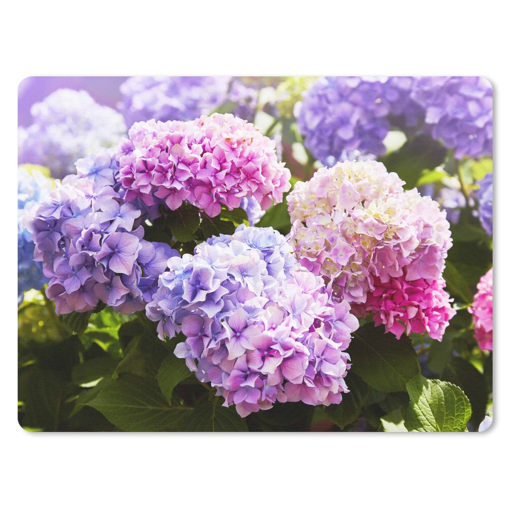 MuchoWow Mauspad Mousepad Blumen - Hortensie - Rosa - Blätter - Sonne 23x19 cm - Mousepads - Maus Mat - Pad - Mausunterlage - Schreibtischunterl...