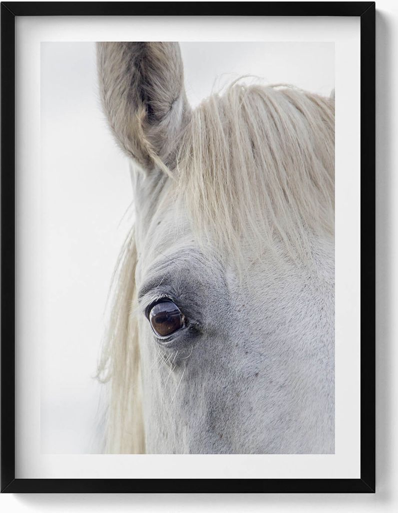 Kopf eines Schimmelpferdes– Wandbild mit Rahmen – Gerahmtes Bild – Wanddekoration – 60x80 cm – Schwarz Rahmen