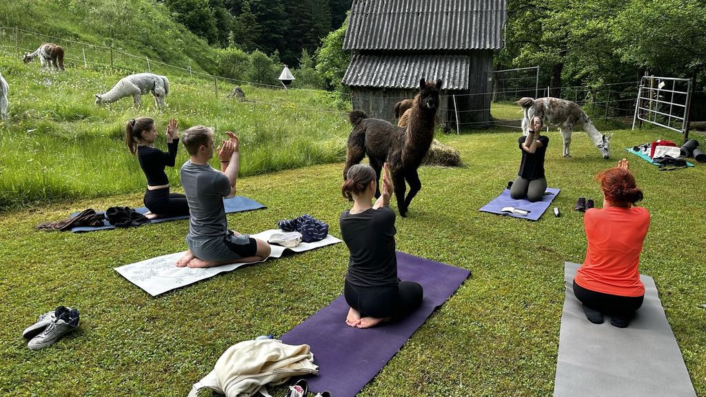Jochen Schweizer Lama Wanderung mit Yoga & Brunch; Erlebnis verschenken oder selbst erleben; Gutschein gültig für 1 Person Gruppengröße: 5-12 P...