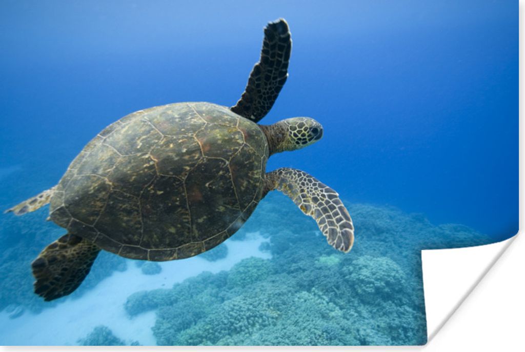 MuchoWow Poster Grüne schwimmende Schildkröte Fotodruck 30x20 cm - Plakate - Print