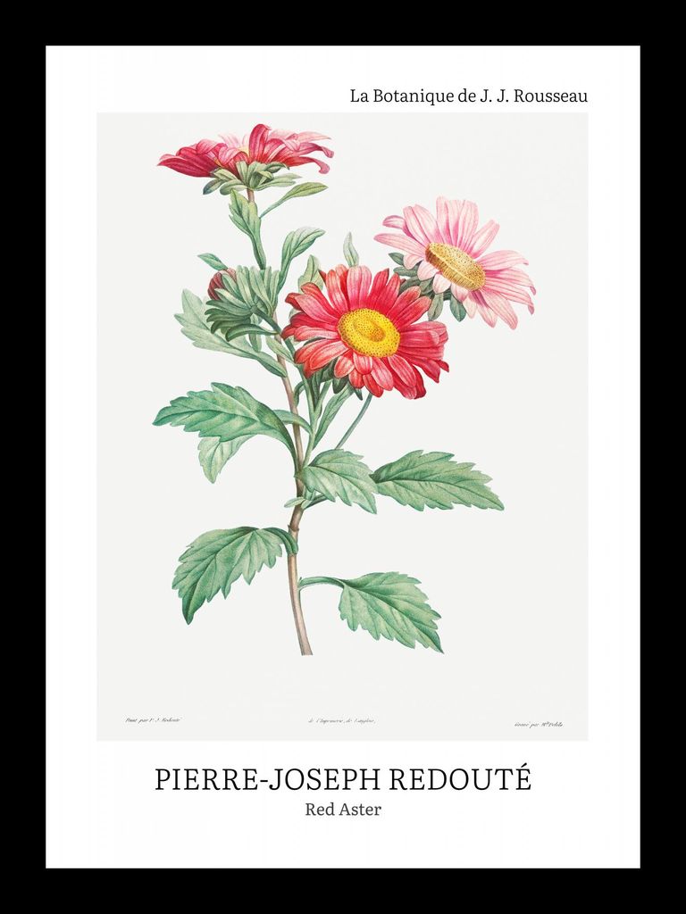 Poster 13x18cm Design Red Aster, Redoute Vintage für das Wohnzimmer