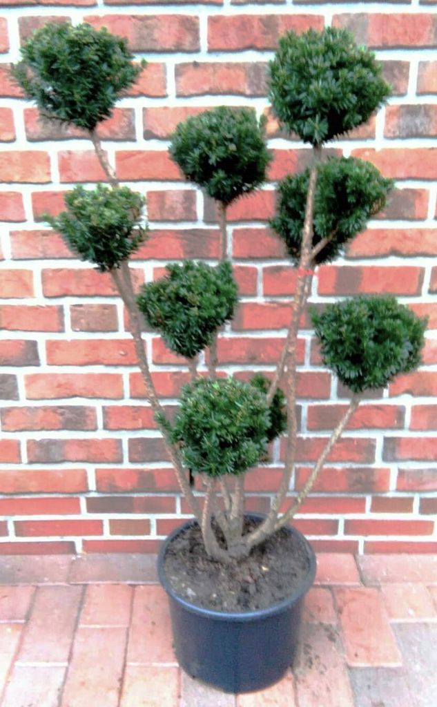 Taxus media "Hicksii"- Gartenbonsai, (Höhe inkl. Topf: 110-120 cm), Becher-Eibe