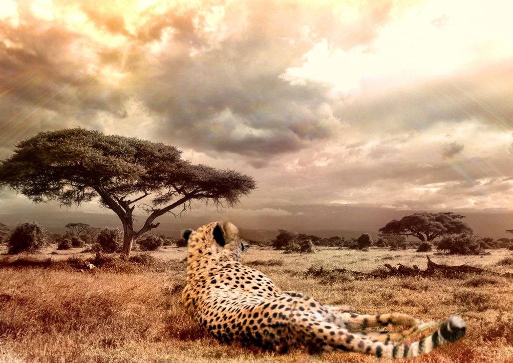 hansepuzzle 84575 - Gepard Puzzle, 260 Teile, Natur, 41,0 x 28,0cm mit hochwertiger Aufbewahrung, Kartonbox und wiederverschließbarem Beutel