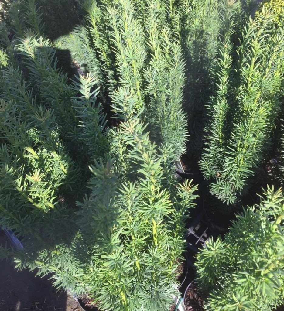 Schmale Säuleneibe - Eibe -Taxus baccata Fastigiata Robusta 3 Liter 40-60 cm