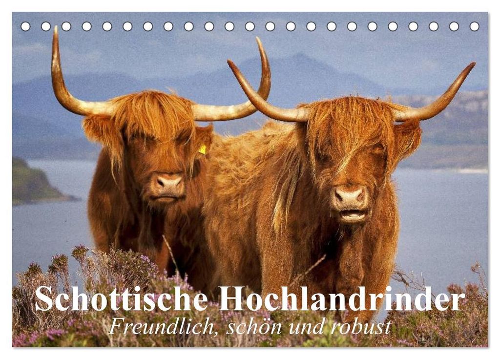 Schottische Hochlandrinder. Freundlich, schön und robust (Tischkalender 2027 DIN A5 quer), CALVENDO Monatskalender
