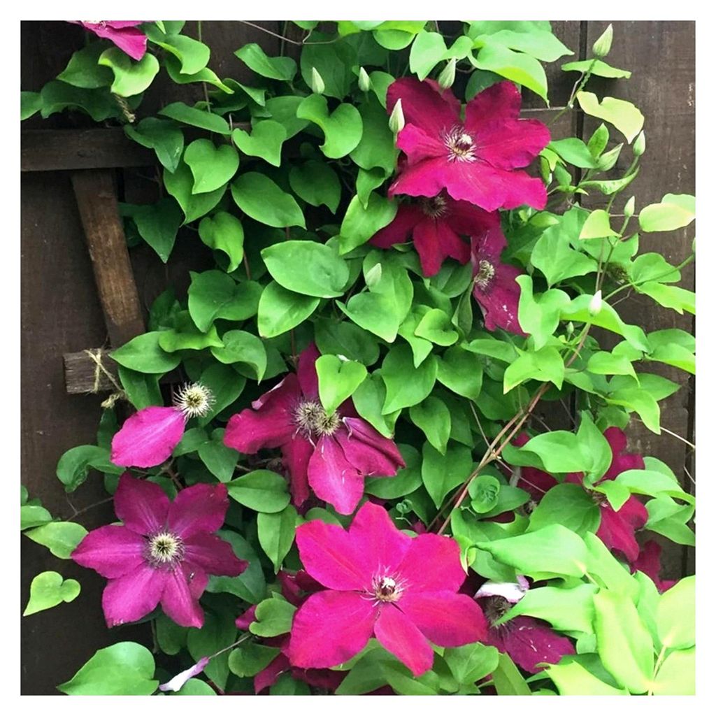 Clematis Westerplatte - Winterharte, leuchtend rote Kletterpflanze - Mehrjährige Gartenpflanze aus polnischer Züchtung