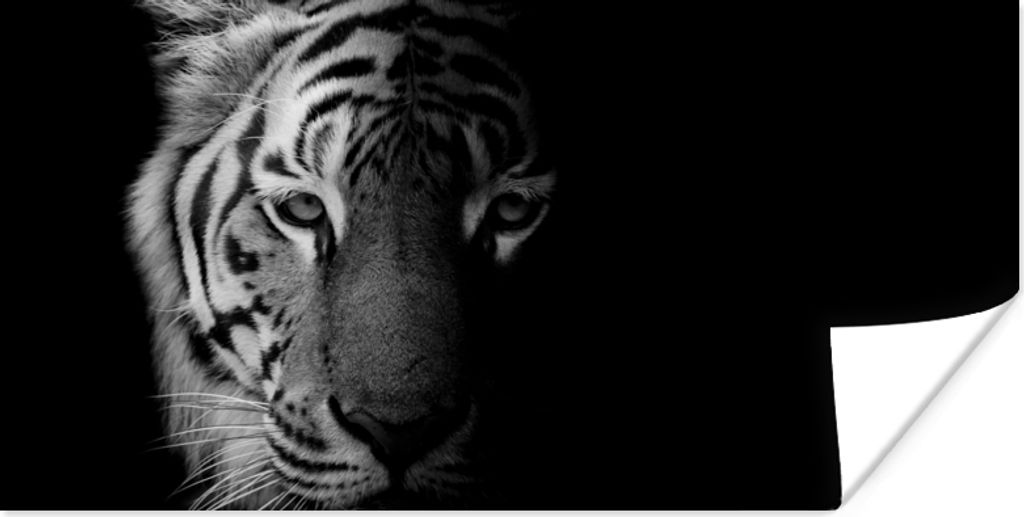 MuchoWow Poster Tiger - Tiere - Wild - Schwarz - Weiß 150x75 cm - ohne Rahmen