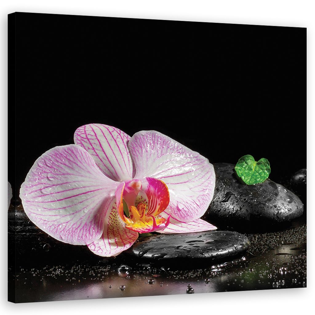Leinwandbild Blühende Zen-Orchidee 50x50 Feeby Schwarz bild für die wand bereit zum aufhängen