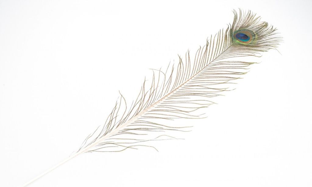 Pfauenfeder in Natur, 1 Stück, Größe ca. 75-90cm | Produktbild 1