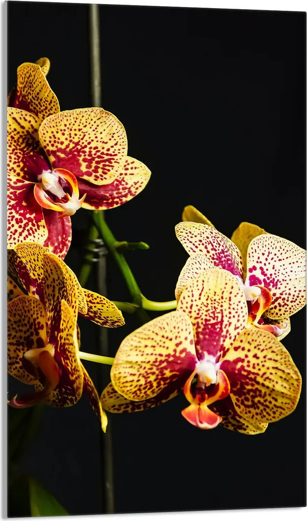 Piastra Decorativa 30x52 per Piano Cottura Nero Orchidea in Vetro