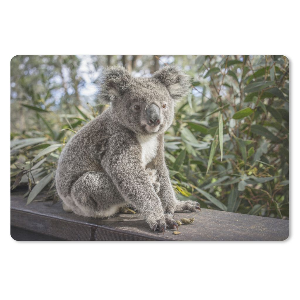 MuchoWow Schreibtischunterlage Koala - Regal - Pflanzen - Kinder - Jungen - Mädchen 60x40 cm - XXL Mauspad - Großes Mauspad