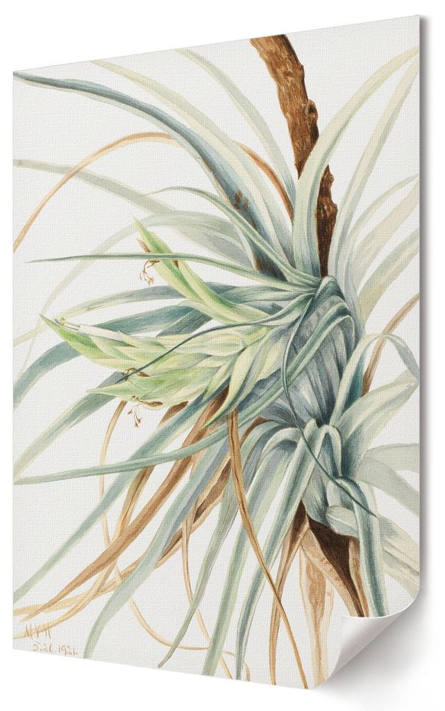Wilde Ananas- Kunstdruck A1 (59x84 cm) - Klassisch, rustikal- Wandbild für Wohnzimmer Schlafzimmer & Flur, Modernes Poster Wanddeko, Ungerahmt
