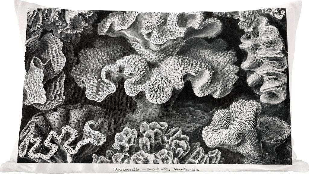 MuchoWow Zierkissen Sofakissen Wohnzimmer Dekokissen 50x30 cm Kunst - Koralle - Ernst Haeckel - Alte Meister - Natur - Wohnzimmerdekoration - Pol...