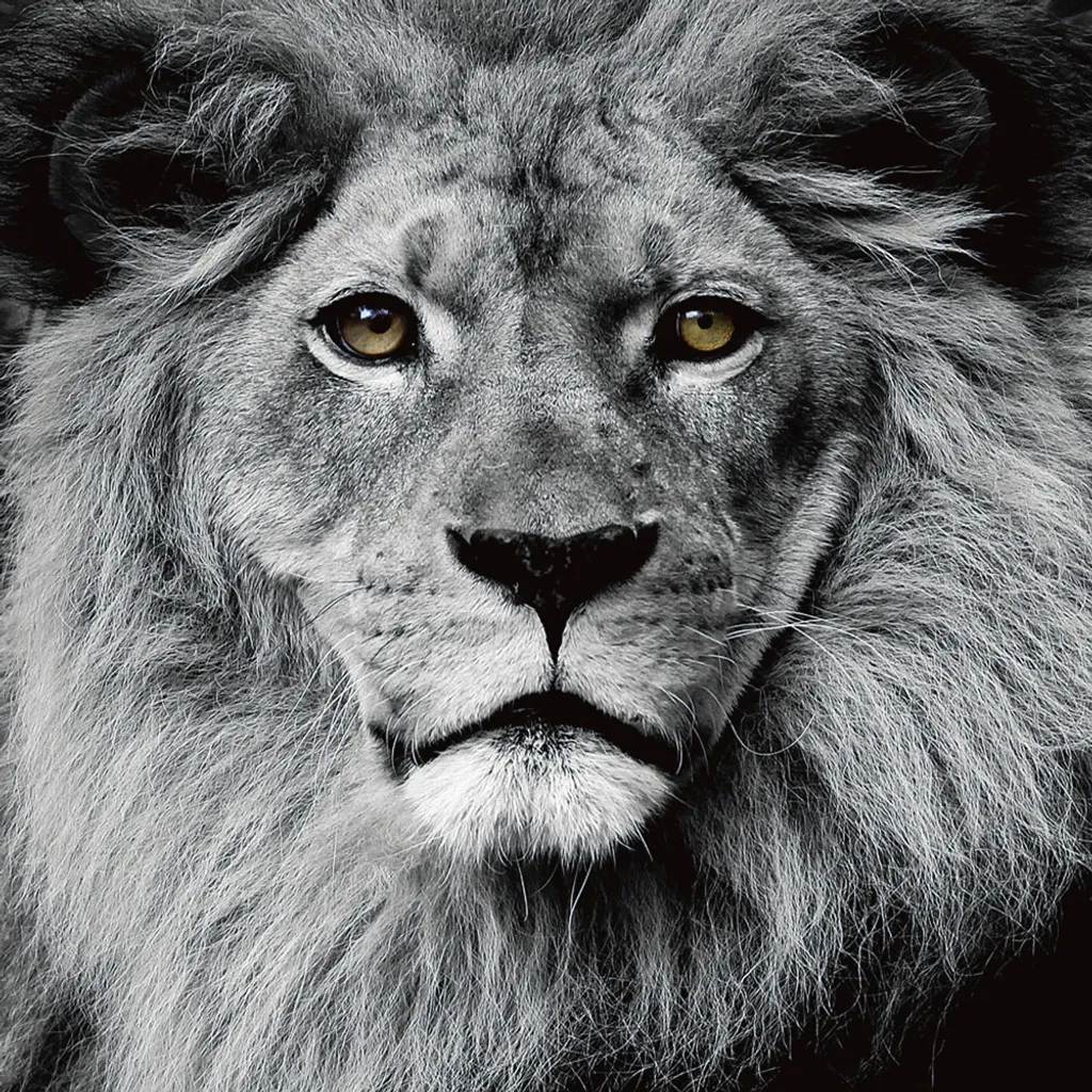 Tableau Lion Verre Trempé 80x80 cm : Déco Murale Durable sans Reflet