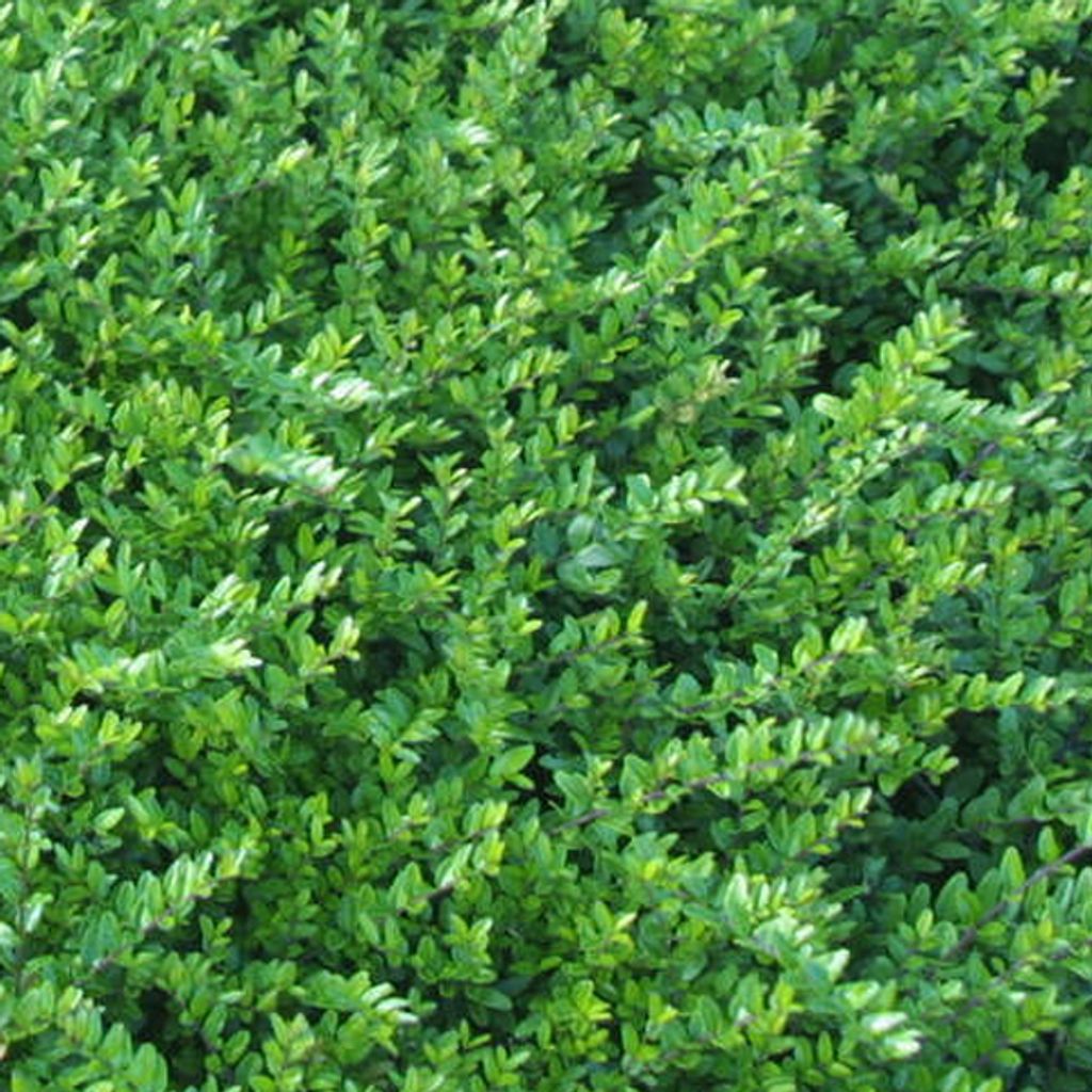 6 x zimolez  - Lonicera nitida 'Hohenheimer Findling'  | Obrázok produktu 