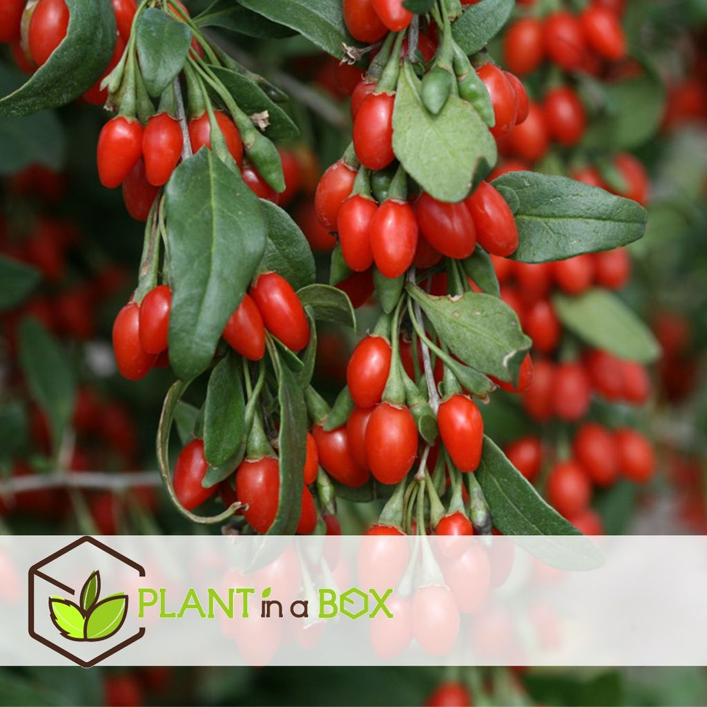 Plant In A Box - Superfruit - Mix Van 3 - Fruitbomen - Lycium Barbarum, Vaccinium