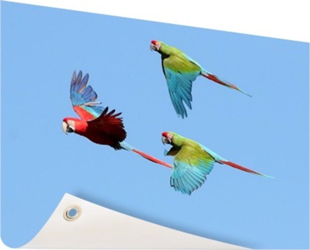 Gartenposter - 120x80 cm - Drei fliegende Aras - Modernes Wandbilder