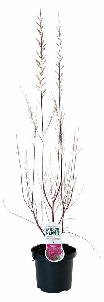 Tamariske Pink Cascade 40–60 cm – Tamarix ramosissima Produktbild 
