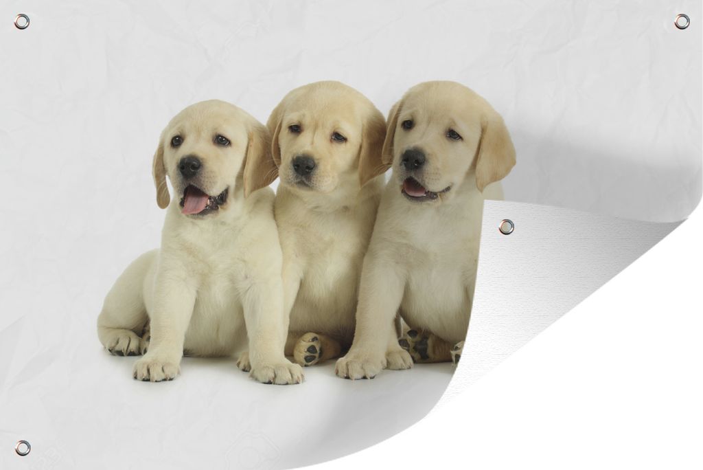 MuchoWow 60x40 cm Outdoor-Poster Gartendeko Sichtschutz Garten Poster für den Garten Drei Labradorwelpen