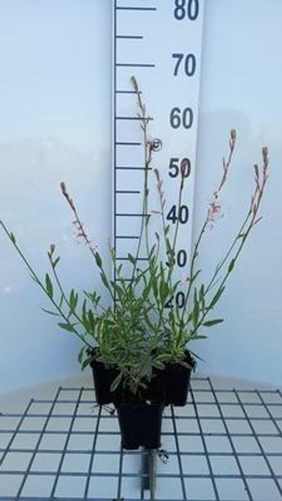 6 x Gaura lindh. 'Corrie's Gold'( oenothera lindh.) - Gaura - Topf 9 x 9 cm