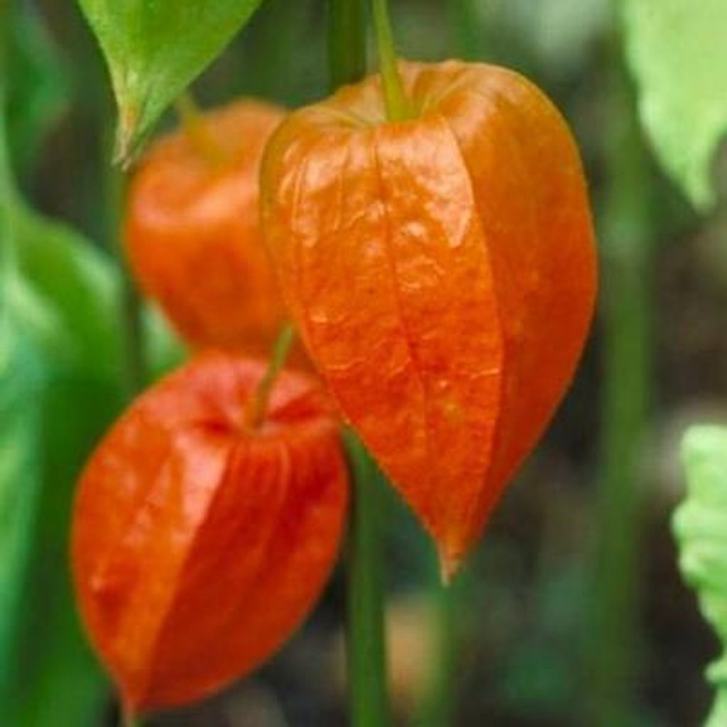 6 x Physalis alkekengi 'Franchetii' - Physalis - Topf 9 x 9 cm