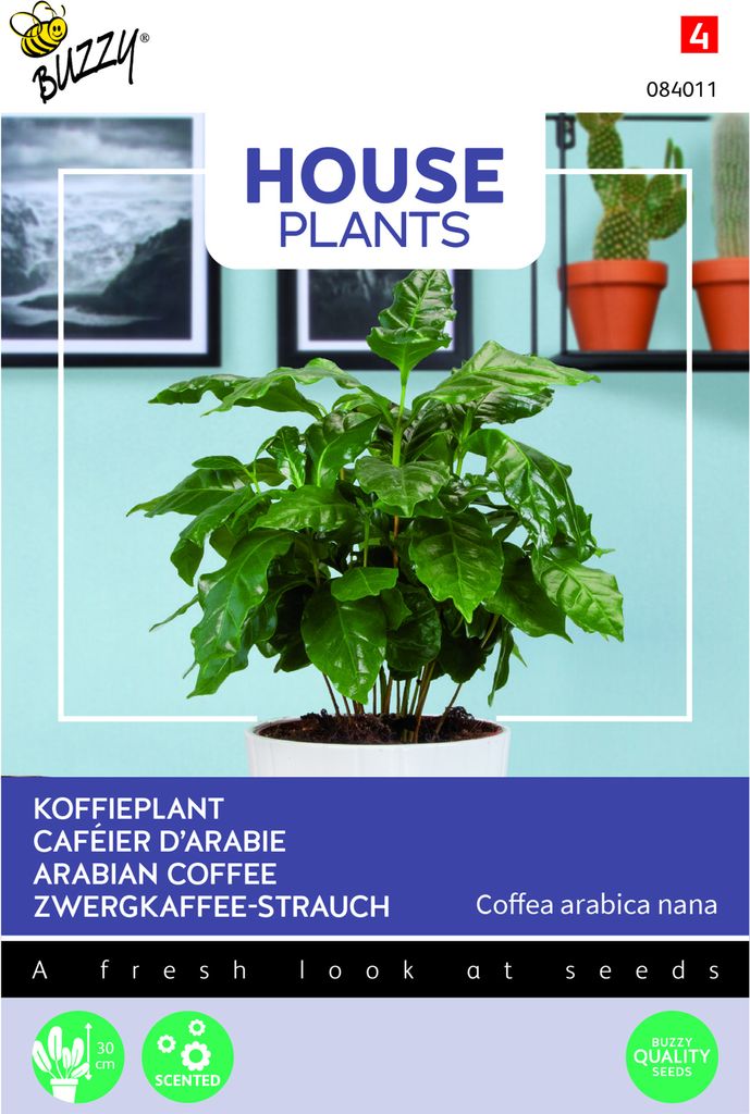 Buzzy House Plants Coffea Arabica Zwergkaffee-Strauch Samen - Ca. 15 Samen | Buzzy_084011
