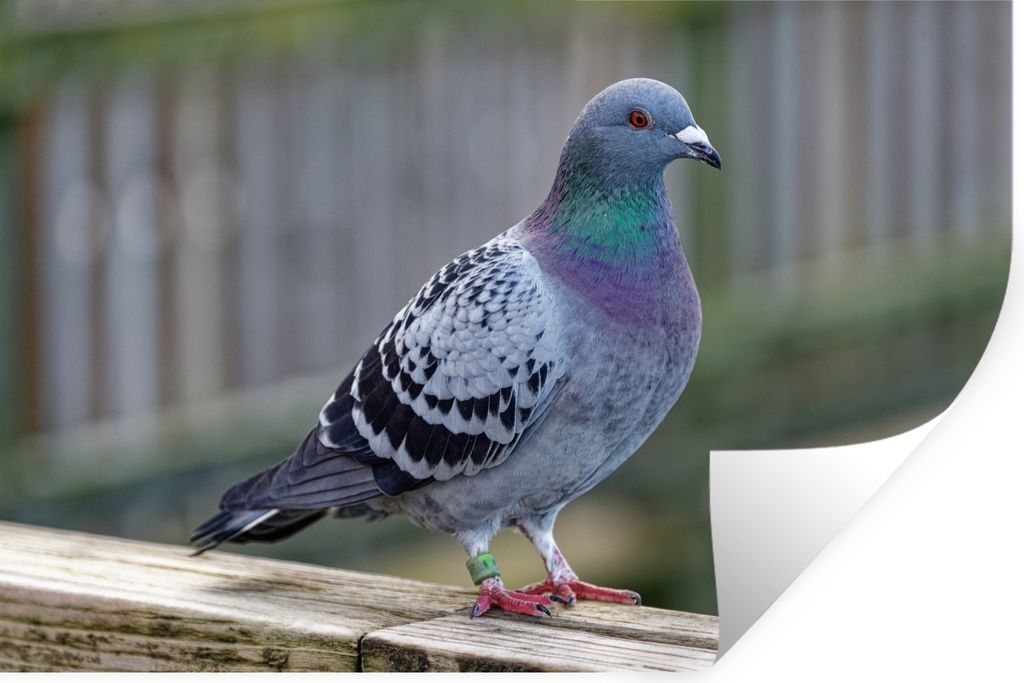 MuchoWow Wandtattoo Wandsticker Wandaufkleber Taube - Vogel - Lila - Federn 90x60 cm Selbstklebend und Repositionierbar - Aufkleber