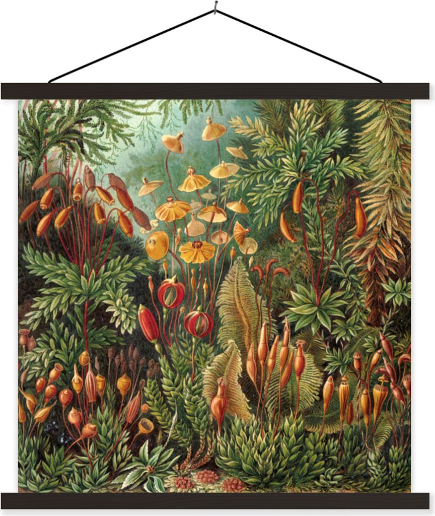 MuchoWow Textilposter Muscinae - Ernst Haeckel - Alte Meister 40x40 cm mit schwarzem Rahmen - Fotos