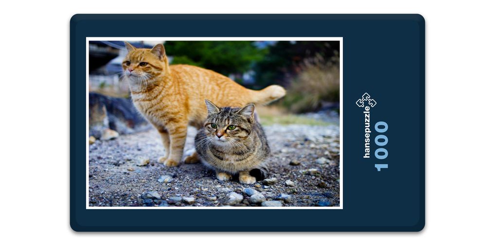 hansepuzzle 15942 - Katzen Puzzle, 1000 Teile, Tierwelt, 60,0 x 46,0cm mit hochwertiger Aufbewahrung, Kartonbox und wiederverschließbarem Beutel