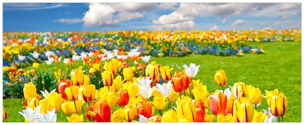 Wallario Wandbild aus Acryl, 200 x 80 cm, freischwebende Optik - Tulpenwiese unter blauem Himmel