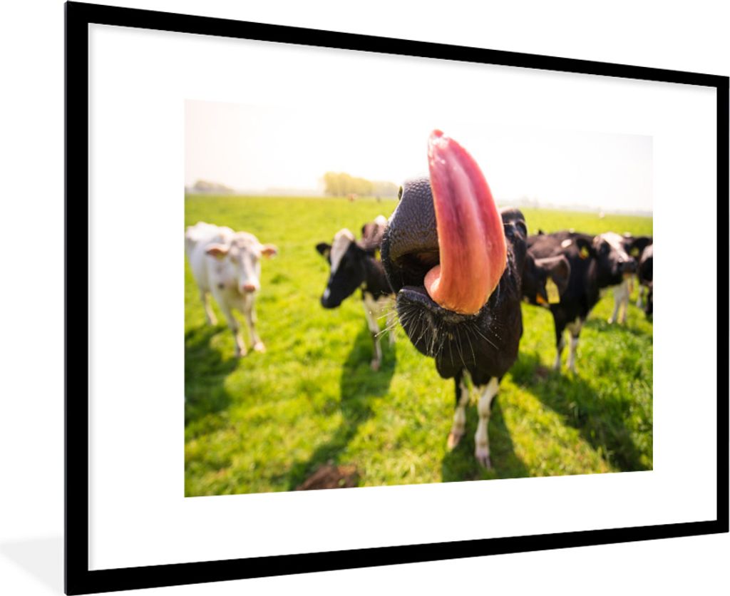 MuchoWow MuchoWow Gerahmtes Poster Kühe - Zunge - Wiese 90x60 cm - Poster mit zchwarzem Bilderrahmen - Wanddekoration - Fotos