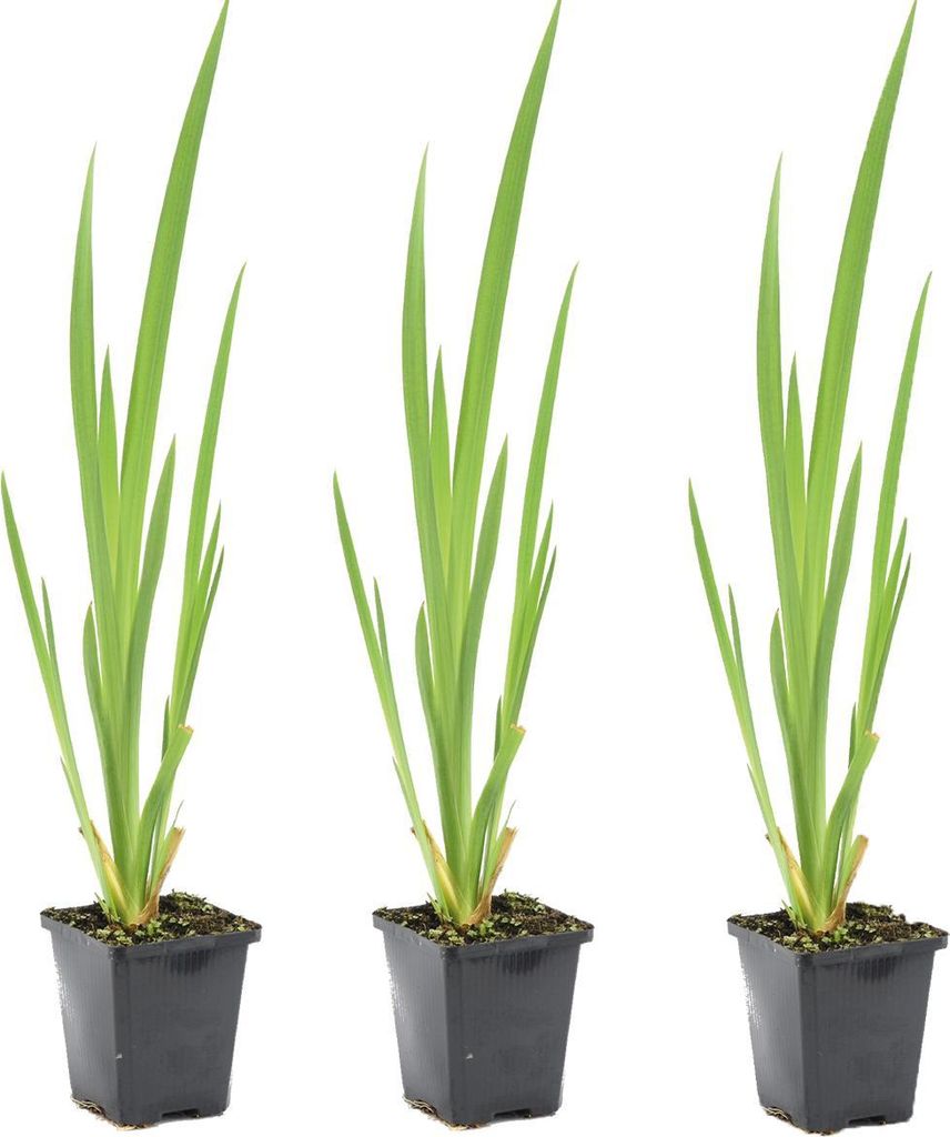 3er Set - Iris Pseudacorus - Heimische Sumpf-Schwertlilie - Produktbild 
