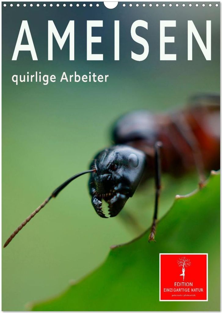 Ameisen quirlige Arbeiter (Wandkalender 2026 DIN A3 hoch), CALVENDO Monatskalender