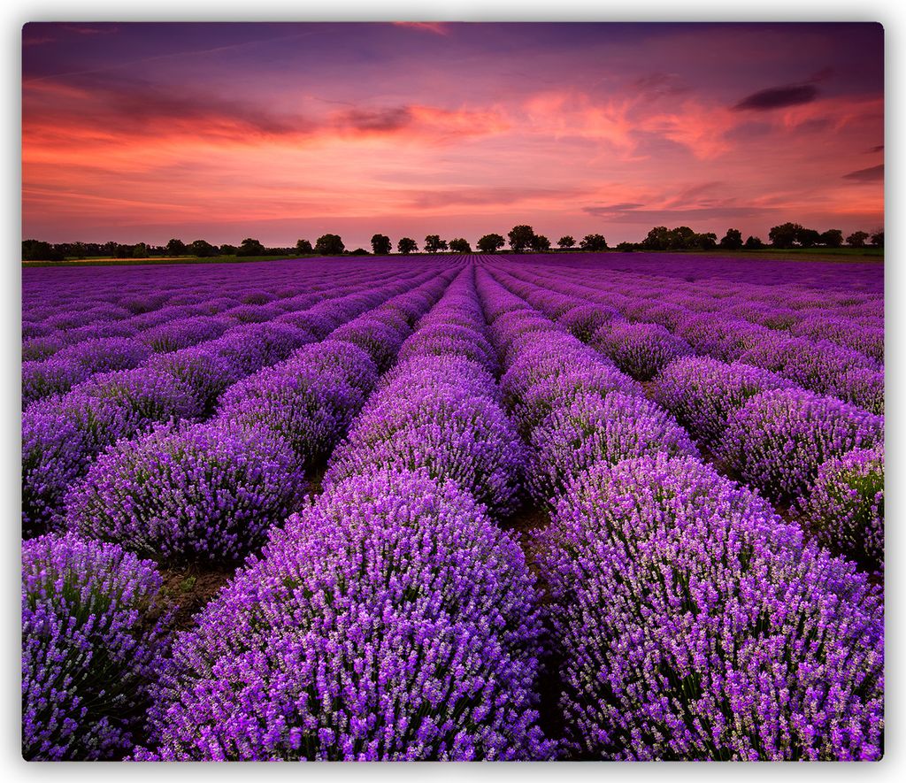 Tulup Glas Herdabdeckplatte Ceranfeldabdeckung Spritzschutz Glasabdeckplatte Kochplattenabdeckung und Schneidebrett - Einteilig - 60x52 cm Lavendel...