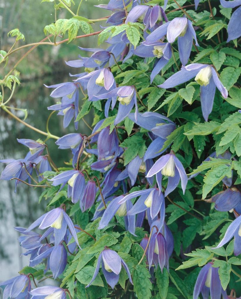 Clematis alpina, Alpen-Waldrebe, blau, 40–60 cm Produktbild 