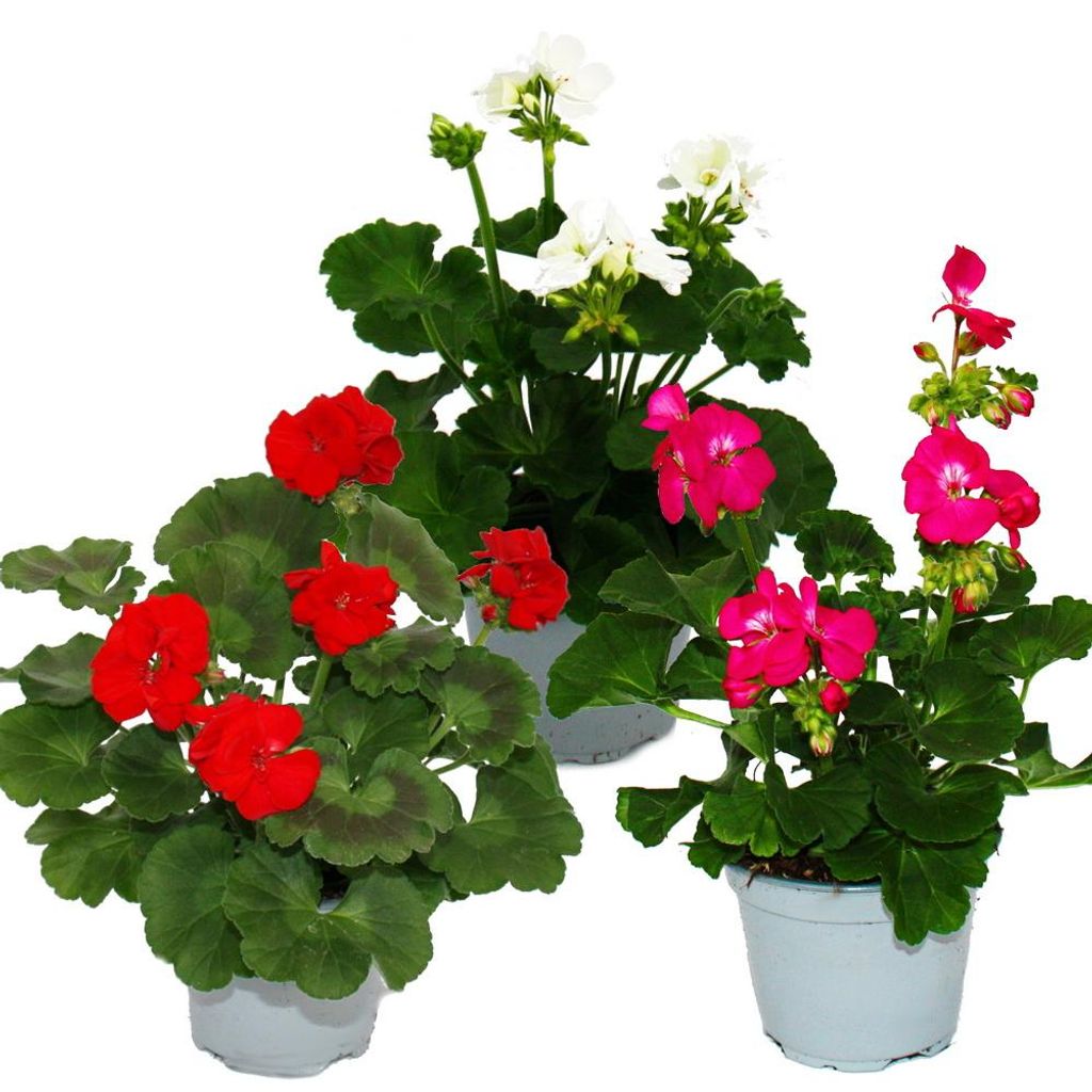 Pelargónie vzpřímená – Pelargonium zonale – 12cm květináč – Obrázek produktu 