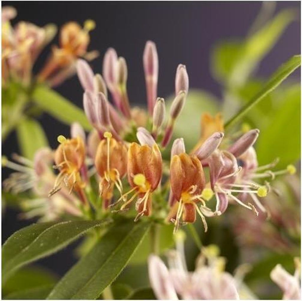 Echtes Immergrünes Geißblatt 60-80 cm Lonicera henryi – Produktbild