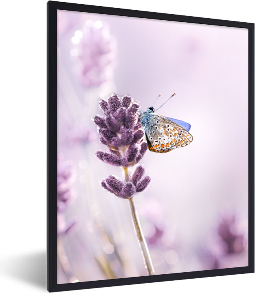 MuchoWow® Gerahmtes Poster Lavendel - Schmetterling - Produktbild 