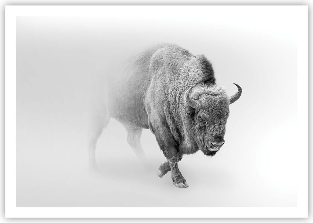 Poster - Poster ohne Rahmen - Wisent Schwarzweiß Licht - 100x70 cm - Wand Bild - Wanddeko - Wandbilder - Kunstposter - Wandposter - Bilder - Kunst...
