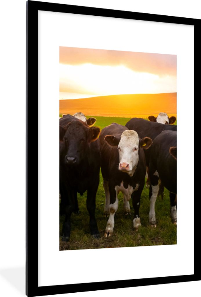 MuchoWow Gerahmtes Poster Kühe - Hügel - Sonnenuntergang - Gras - Grün 60x90 cm - Poster mit Schwarzem Bilderrahmen Wandposter Rahmen Foto Bil...